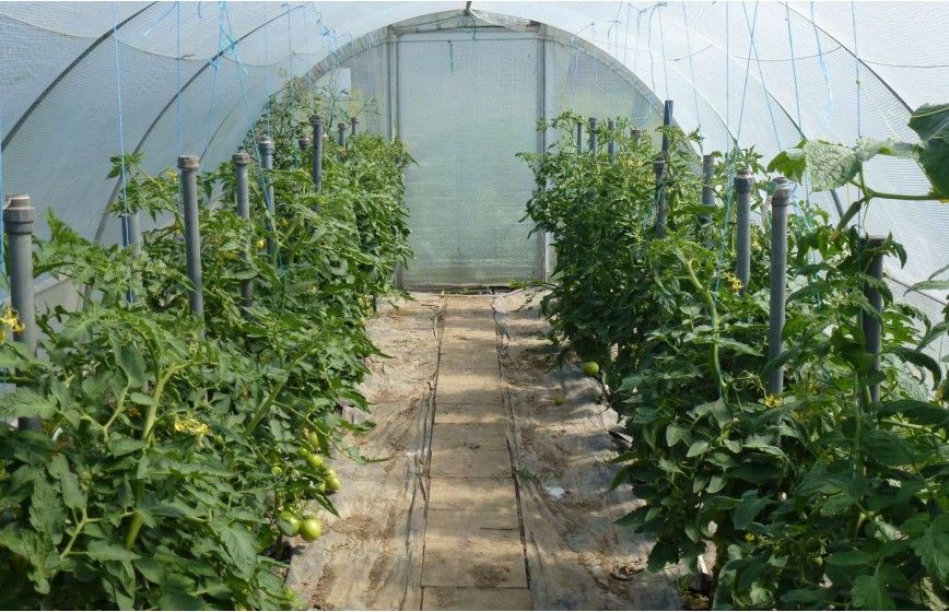 SERRE MINI 3m70 x 12m00 SERRE MINI 3m70 x 12m00