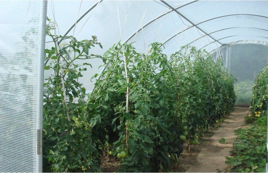 SERRE GOTHIQUE 4m50 x 10m50 SERRE GOTHIQUE 4m50 x 10m50