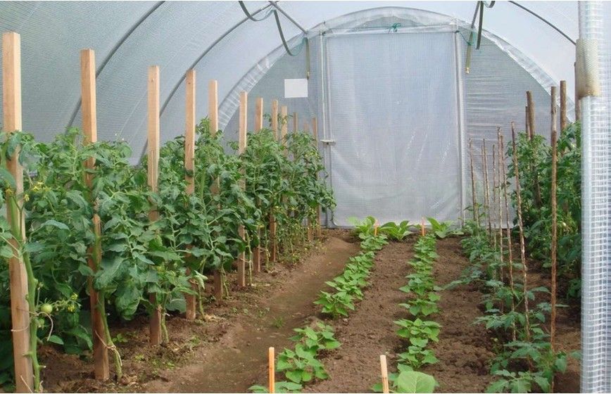 SERRE GOTHIQUE 4m50 x 12m00 SERRE GOTHIQUE 4m50 x 12m00