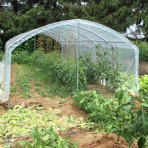 Aération abri tomates