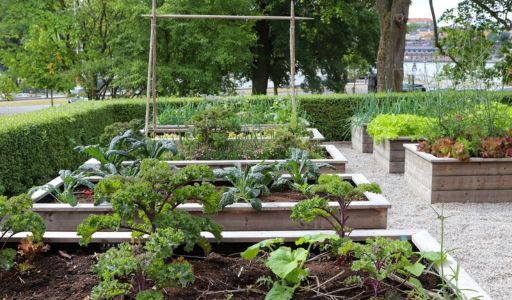 Potager urbain : tous les conseils pour se lancer