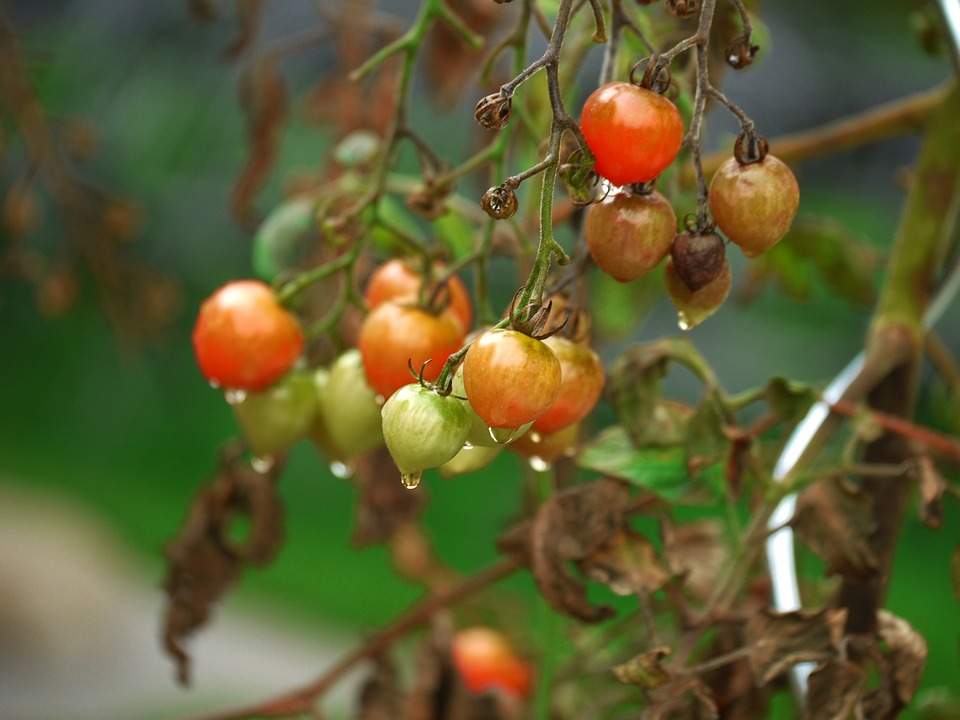 tomates sous serre