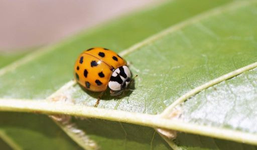 Jardin écologique : 6 actions à mettre en place