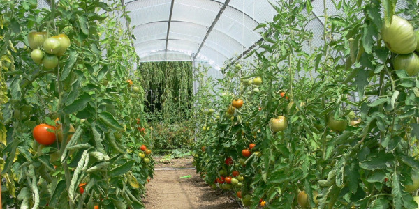 Quels légumes faire pousser dans une serre ?