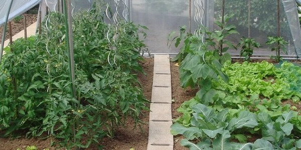 LÉGUMES CULTIVÉS DANS LES SERRES TONNEAU