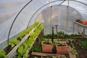 QUE FAIRE AU JARDIN SOUS SERRE ?