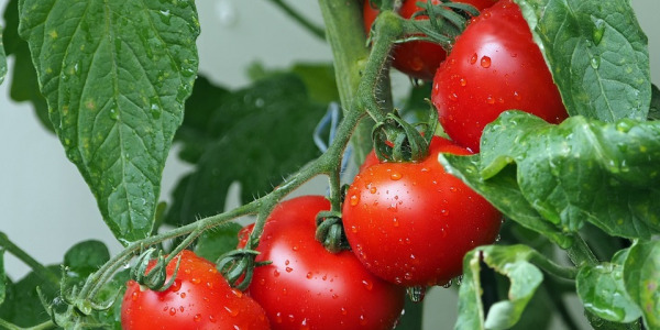 Conseils d'arrosage pour les tomates